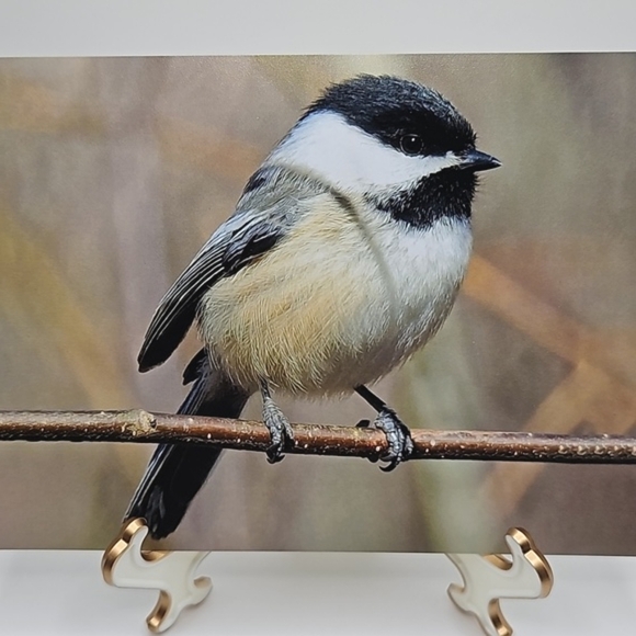 4x6 Chickadee Bird Oil Painting Photography Print‎ - Picture 2 of 7